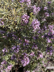 Amphithalea ericifolia