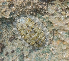 Chiton squamosus