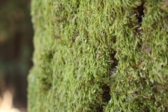 Hypnum circinale
