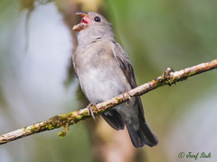 Sporophila schistacea