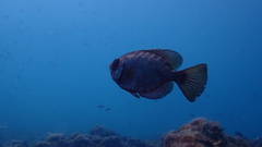 Heteropriacanthus fulgens