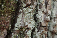 Lecanora thysanophora
