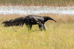 Myrmecophaga tridactyla