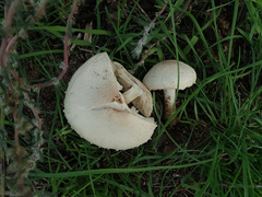 Agrocybe molesta