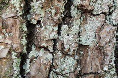 Lecanora thysanophora