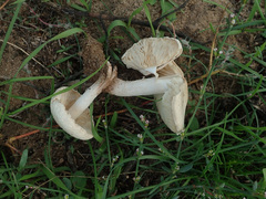 Agrocybe molesta