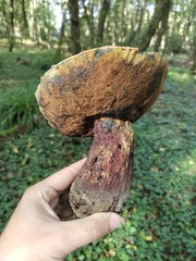 Neoboletus erythropus