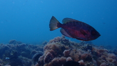 Heteropriacanthus fulgens