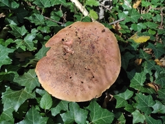 Neoboletus erythropus