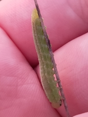 Tenthredopsis friesei