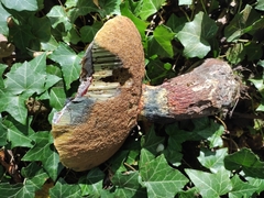 Neoboletus erythropus