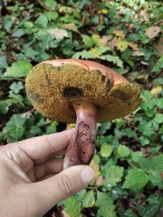 Neoboletus erythropus
