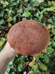 Neoboletus erythropus