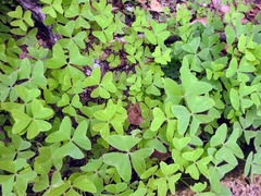Oxalis latifolia
