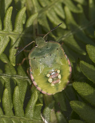 Nezara viridula