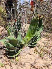 Boophone haemanthoides