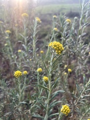 Helichrysum splendidum
