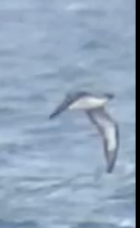 Procellariidae