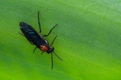 Tenthredinoidea