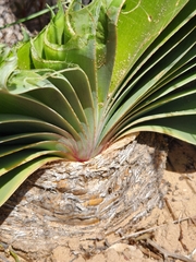 Boophone haemanthoides