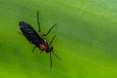Tenthredinoidea