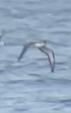 Procellariidae