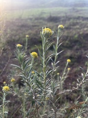 Helichrysum splendidum