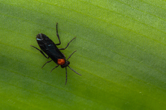 Tenthredinoidea