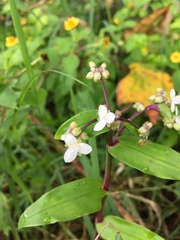 Tripogandra serrulata