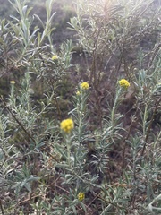 Helichrysum splendidum