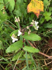 Tripogandra serrulata