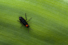 Tenthredinoidea
