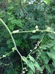 Antigonon flavescens