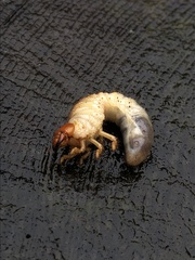 Popillia japonica