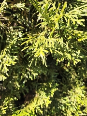 Platycladus orientalis