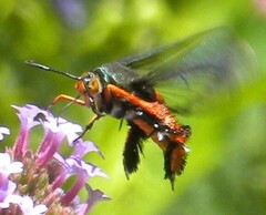 Eichlinia cucurbitae