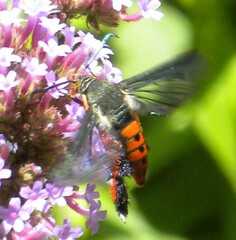 Eichlinia cucurbitae
