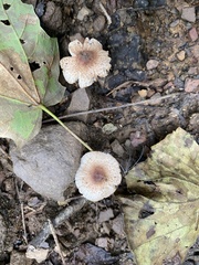 Lepiota rubrotinctoides