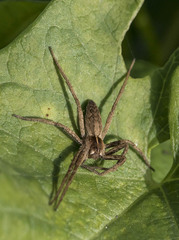 Pisaura mirabilis