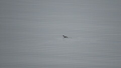 Brachyramphus marmoratus