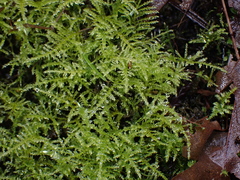 Kindbergia praelonga