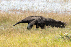 Myrmecophaga tridactyla