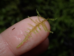 Kindbergia praelonga