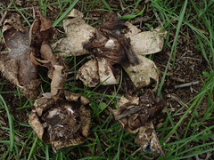 Geastrum