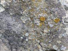 Xanthomendoza