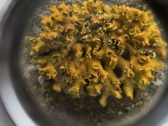 Xanthomendoza