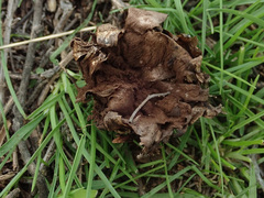Geastrum