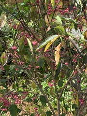 Euonymus hamiltonianus