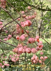 Euonymus hamiltonianus