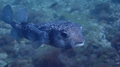 Chilomycterus reticulatus